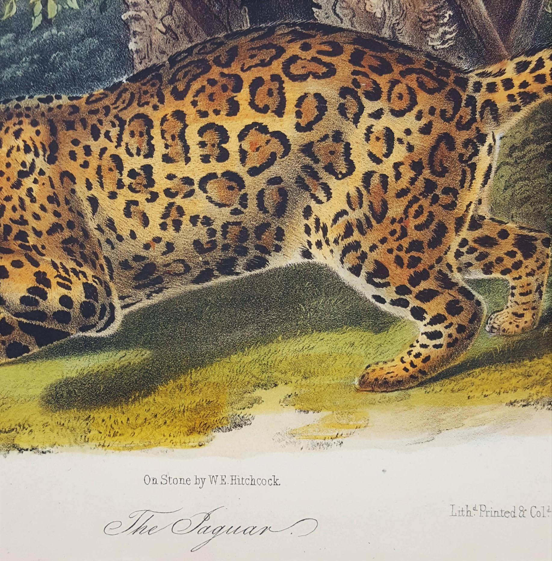 The Jaguar /// Natural History Animal Art Big Cat John James Audubon Wildlife  7