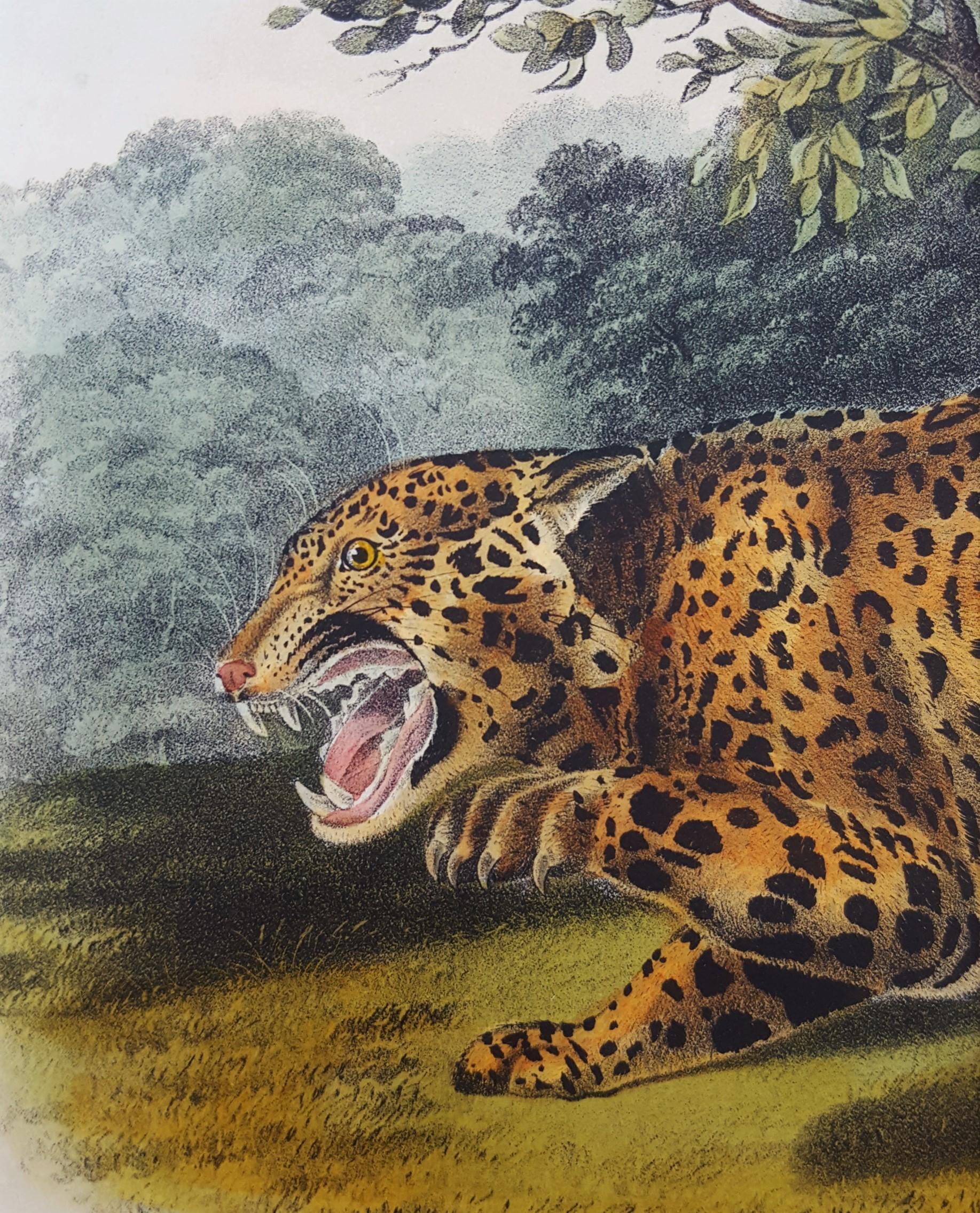 The Jaguar /// Natural History Animal Art Big Cat John James Audubon Wildlife  8