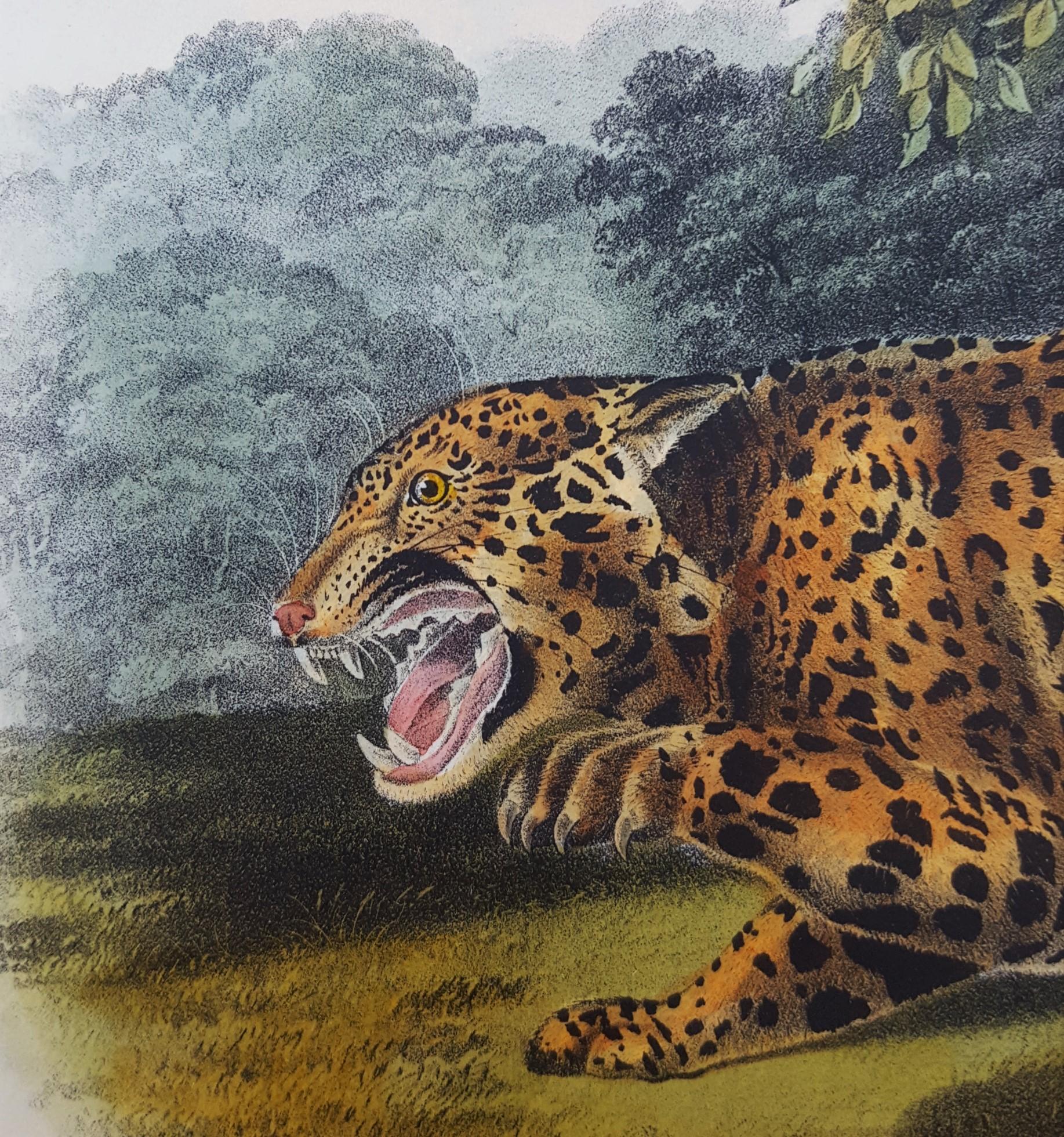 The Jaguar /// Natural History Animal Art Big Cat John James Audubon Wildlife  9