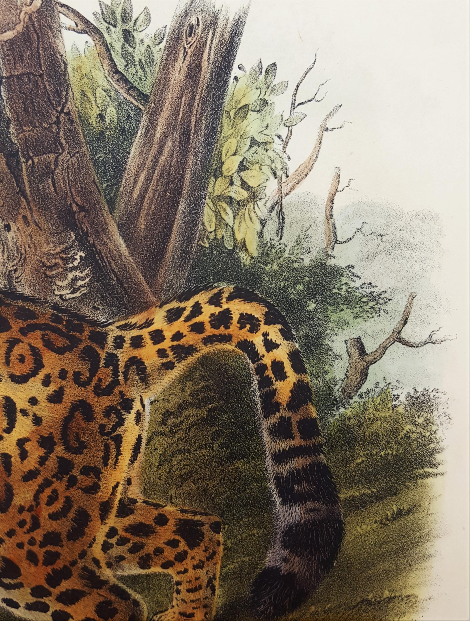The Jaguar /// Natural History Animal Art Big Cat John James Audubon Wildlife  12