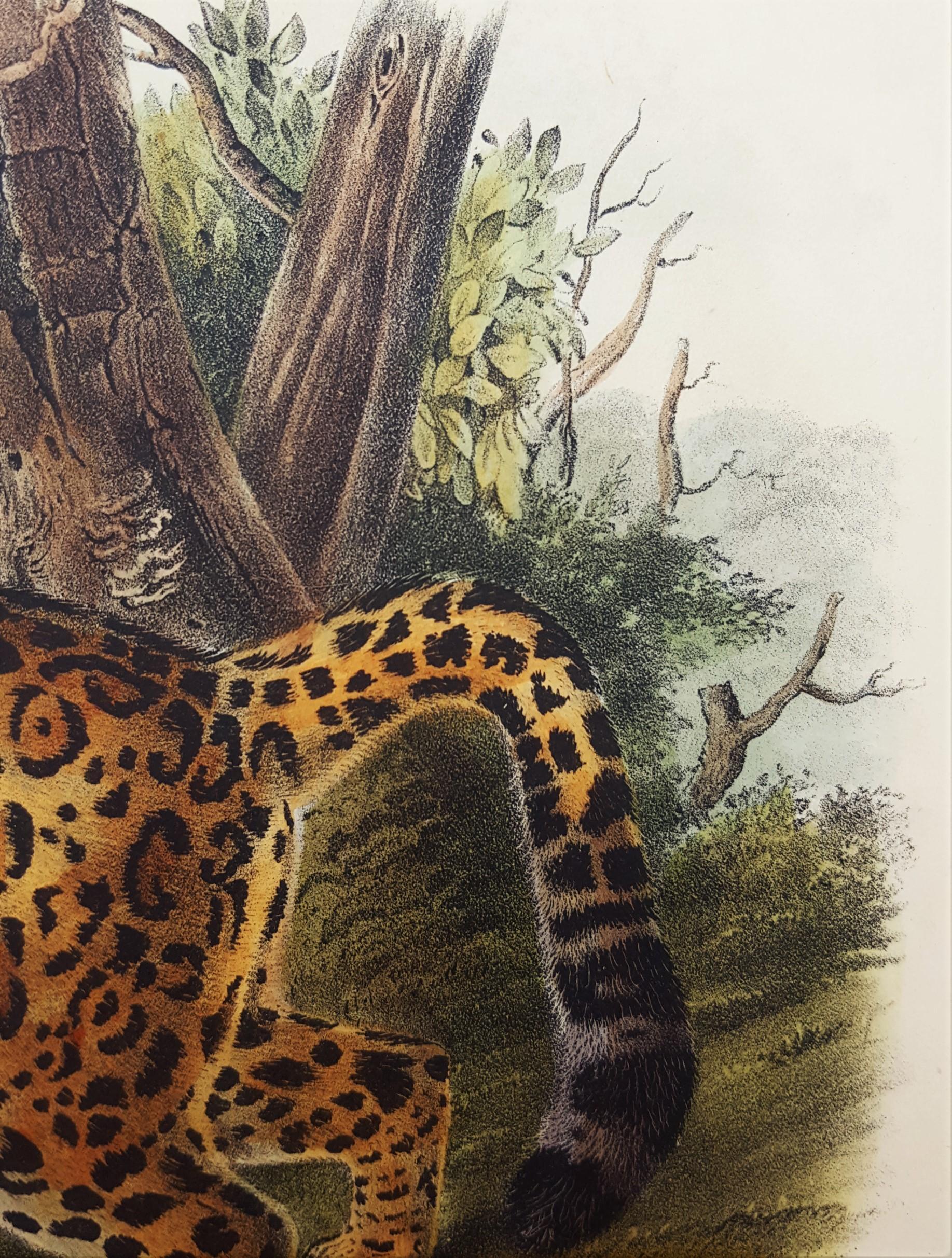The Jaguar /// Natural History Animal Art Big Cat John James Audubon Wildlife 12