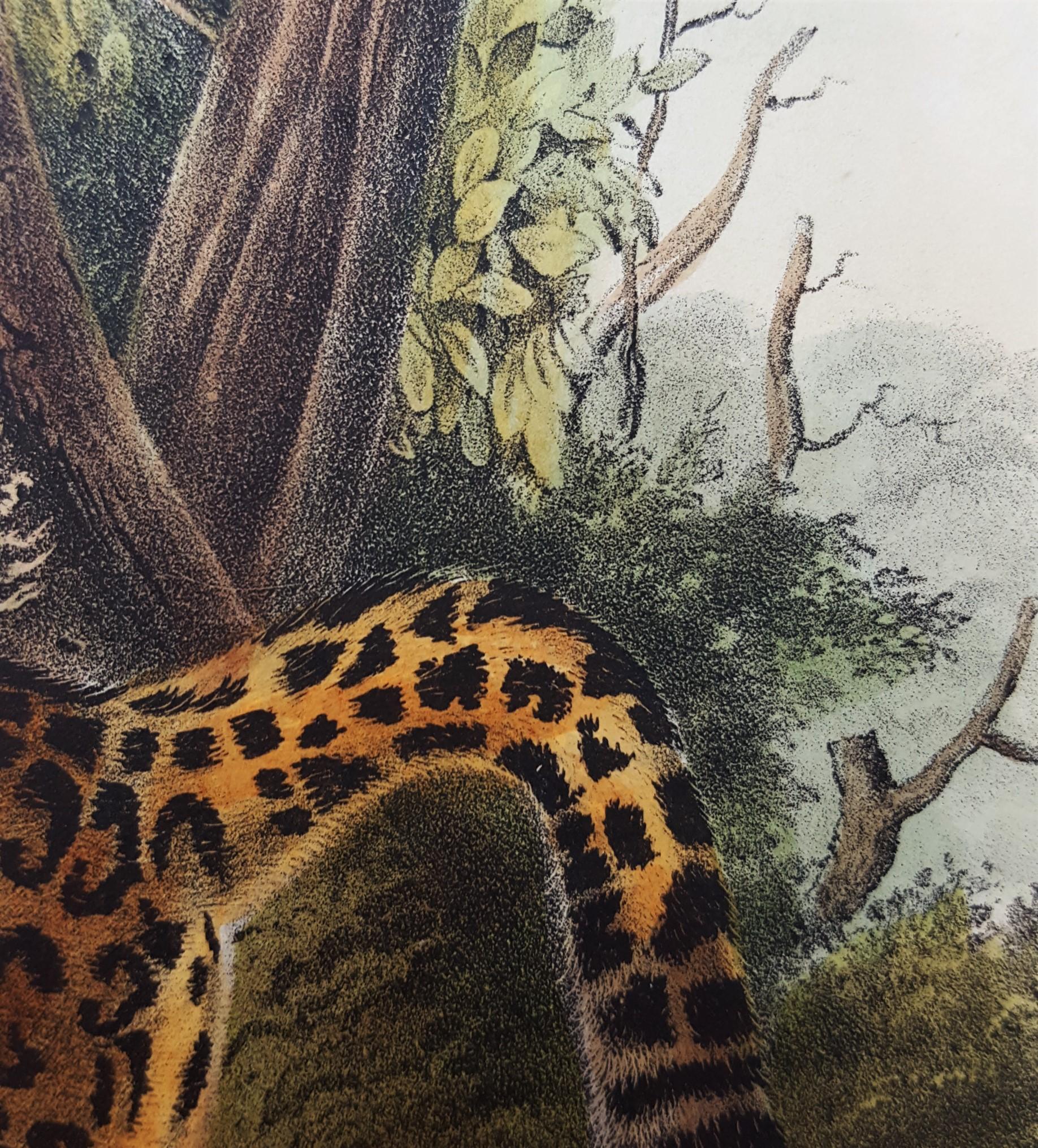 The Jaguar /// Natural History Animal Art Big Cat John James Audubon Wildlife  13