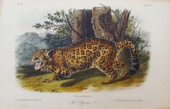 The Jaguar /// Natural History Animal Art Big Cat John James Audubon Wildlife