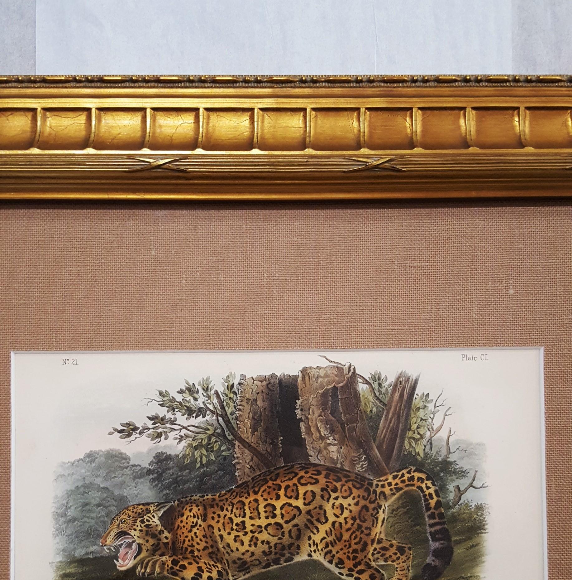 The Jaguar /// Natural History Animal Art Big Cat John James Audubon Wildlife  4