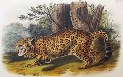 The Jaguar /// Natural History Animal Art Big Cat John James Audubon Wildlife 