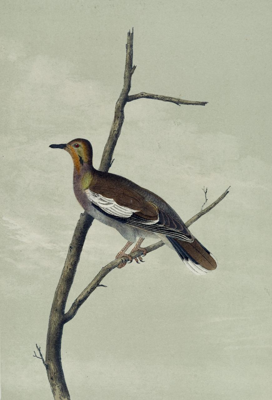 The Texan Turtle Dove: An Original 19th C. Audubon Hand-colored Bird Lithograph  - Print by John James Audubon
