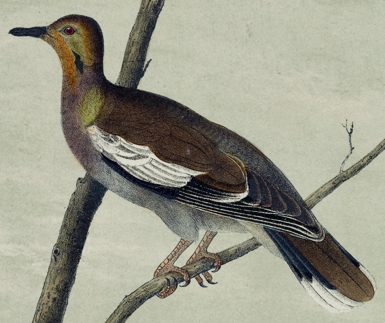 The Texan Turtle Dove: An Original 19th C. Audubon Hand-colored Bird Lithograph  - Naturalistic Print by John James Audubon