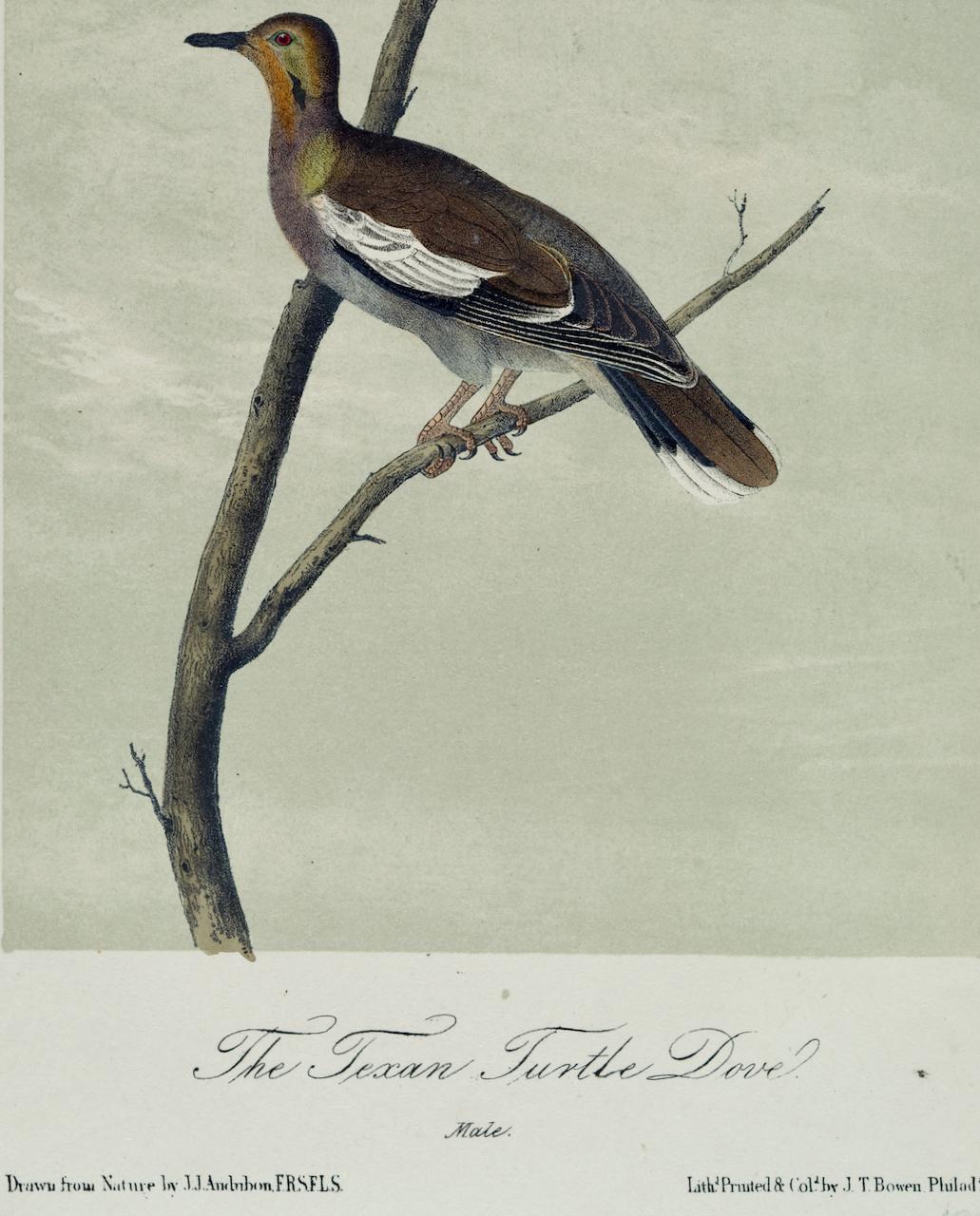 Il s'agit d'une lithographie originale du 19ème siècle de John James Audubon, colorée à la main, intitulée 