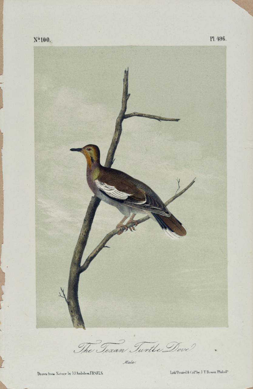 John James Audubon Animal Print - The Texan Turtle Dove: An Original 19th C. Audubon Hand-colored Bird Lithograph 