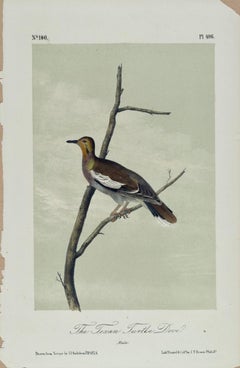 Antique The Texan Turtle Dove: An Original 19th C. Audubon Hand-colored Bird Lithograph 