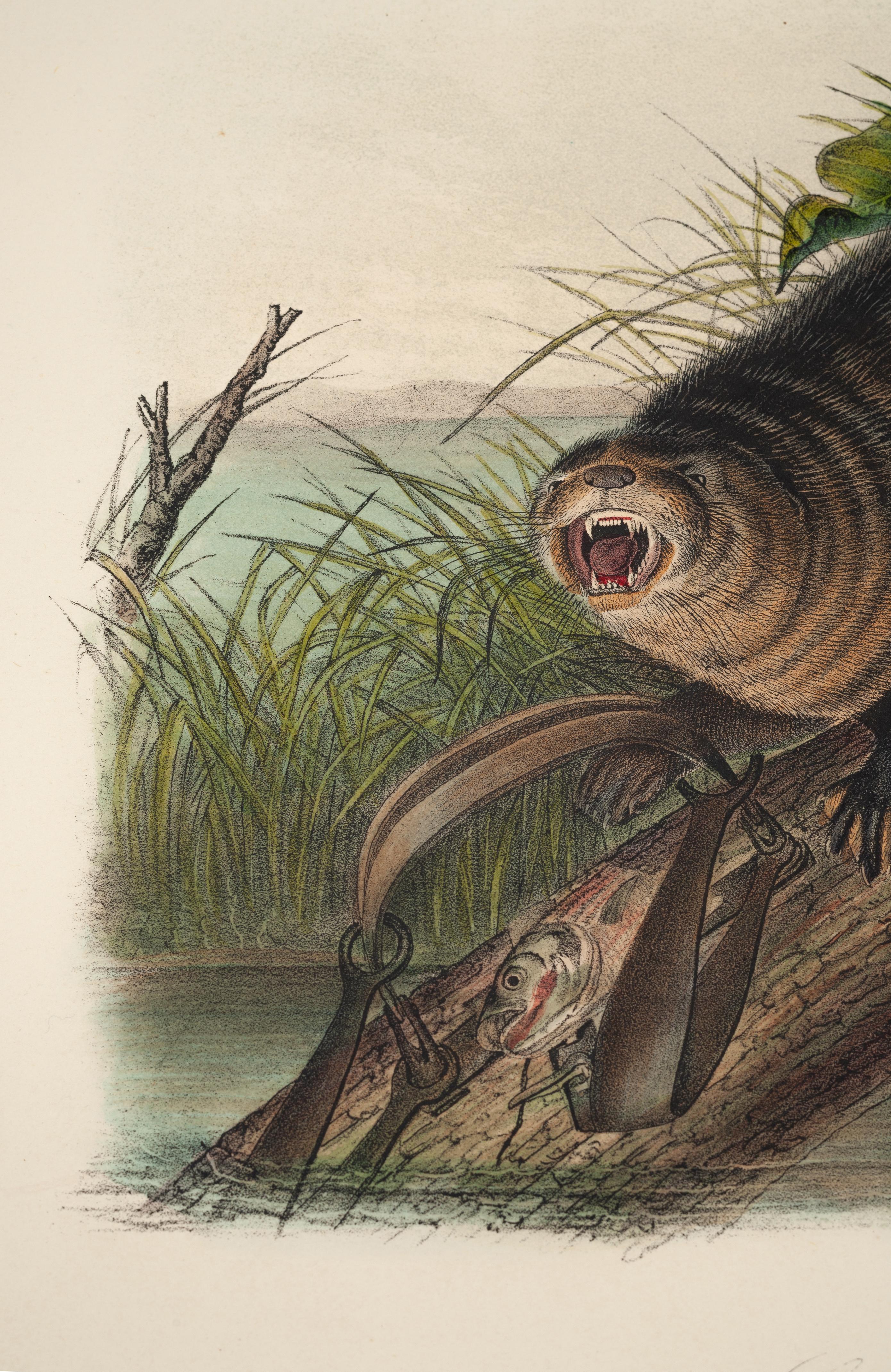 Assiette «anada Otter » des Quadrupeds de l'Amérique du Nord de Viviparous 51 - Print de John James Audubon