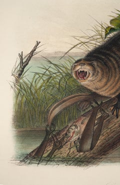 The Viviparous Quadrupeds of North America "Canada Otter" Plate 51