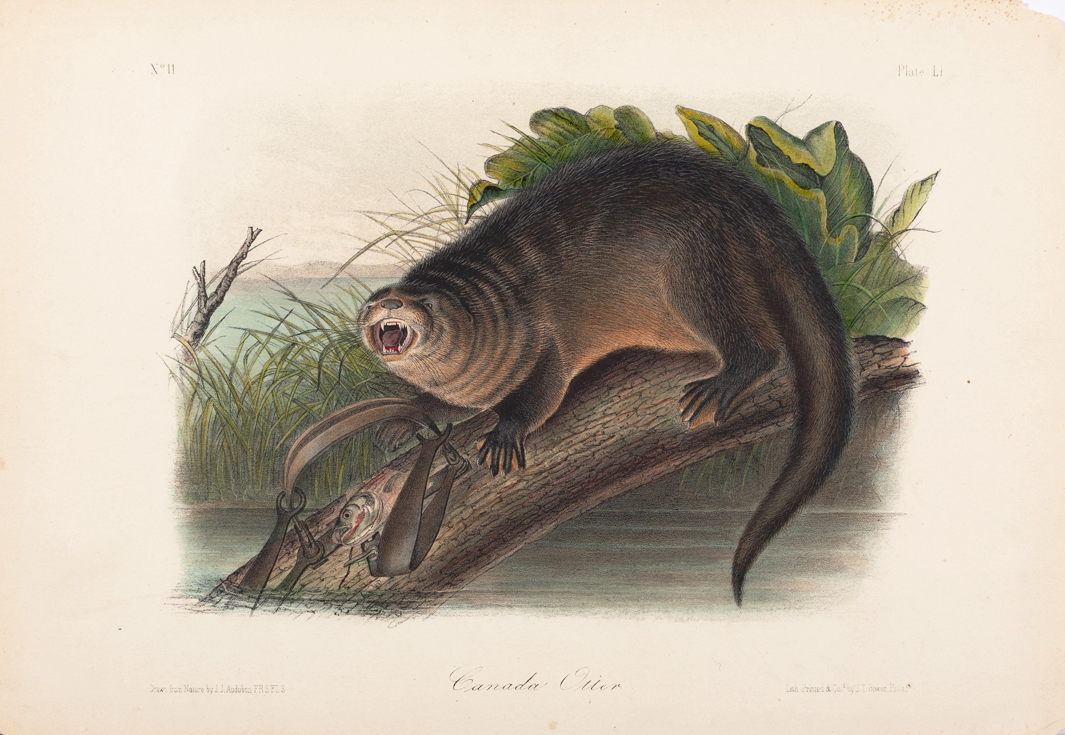 John James Audubon Animal Print - The Viviparous Quadrupeds of North America "Canada Otter" Plate 51