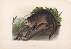 The Viviparous Quadrupeds of North America "Canada Otter" Plate 51
