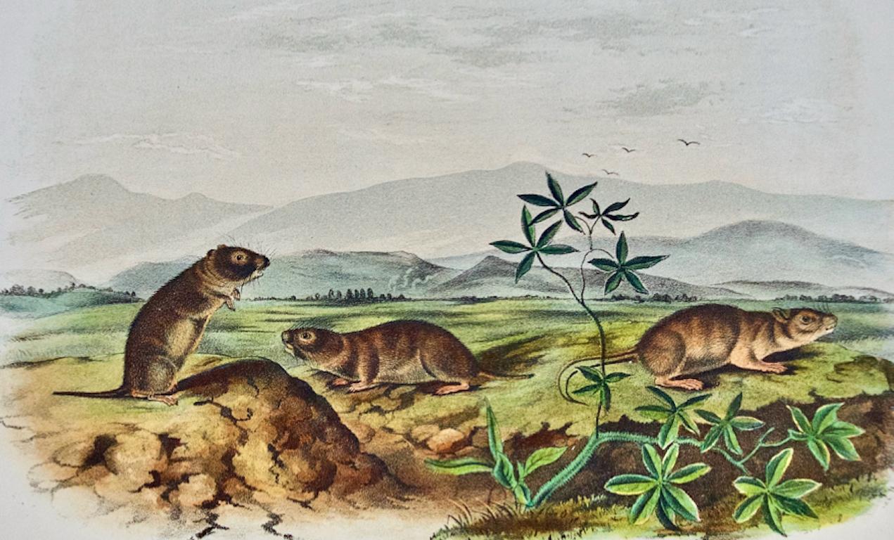Arvícola de Townsend: original del siglo XIX Litografía coloreada a mano de Audubon - Print de John James Audubon