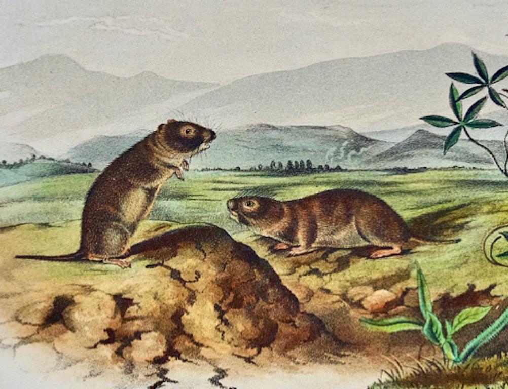 Arvícola de Townsend: original del siglo XIX Litografía coloreada a mano de Audubon - Print Naturalista de John James Audubon