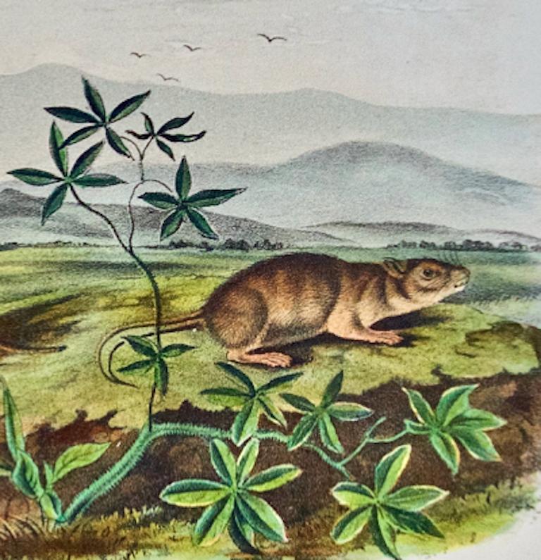 Arvícola de Townsend: original del siglo XIX Litografía coloreada a mano de Audubon - Landscape Print Gris de John James Audubon