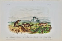 Townsend's Arvicola: Original 19th Cent. Hand-colored Lithograph by Audubon