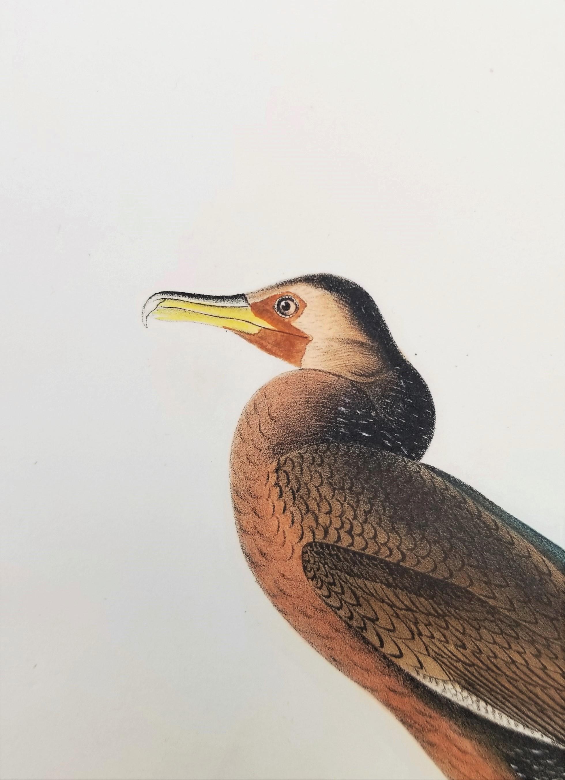 Cormoran de Townsend /// John James Audubon Ornithologie Oiseaux Art Histoire Naturelle en vente 9