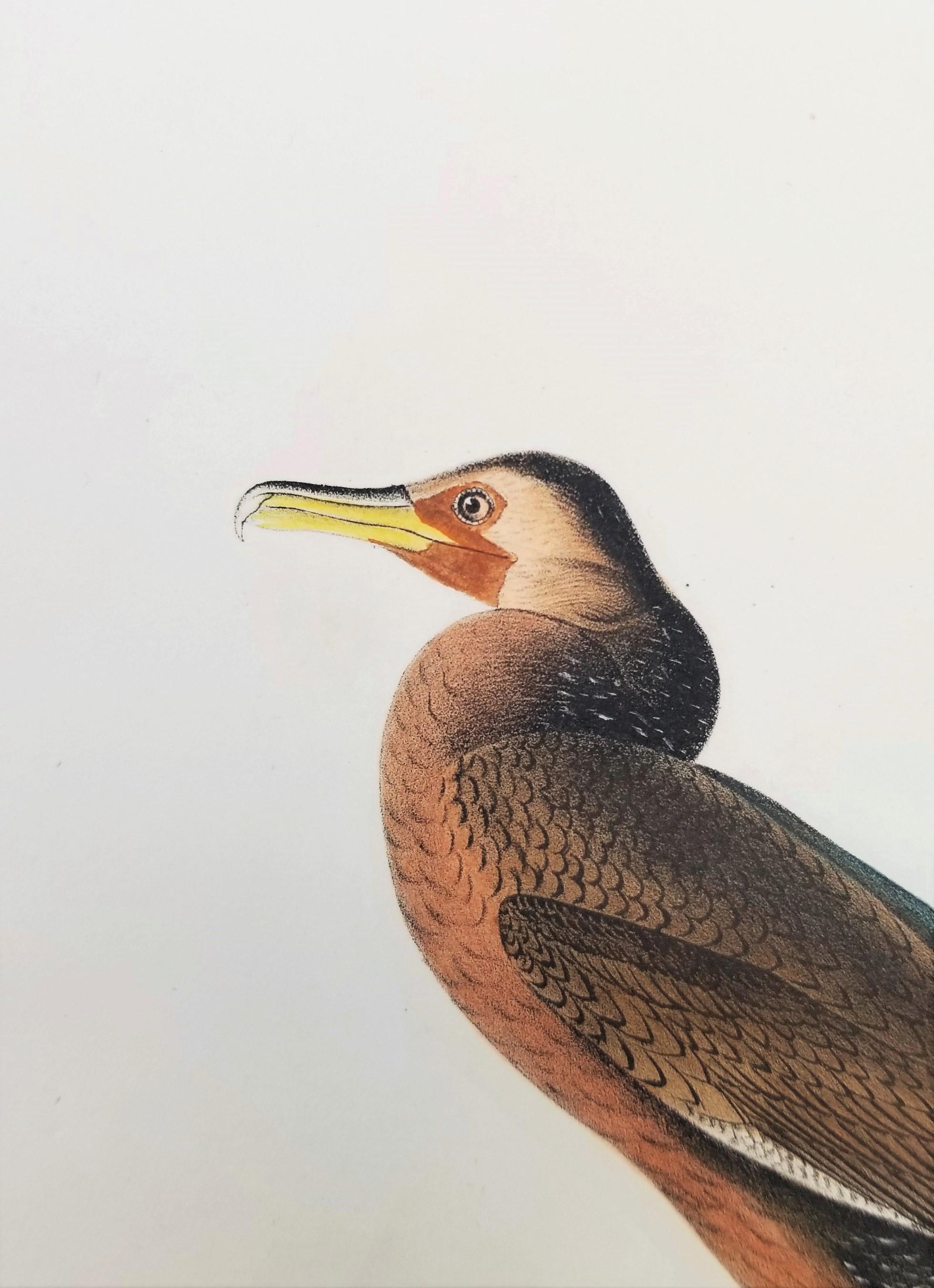 Cormorano di Townsend /// John James Audubon Ornitologia Arte degli uccelli Storia naturale in vendita 7
