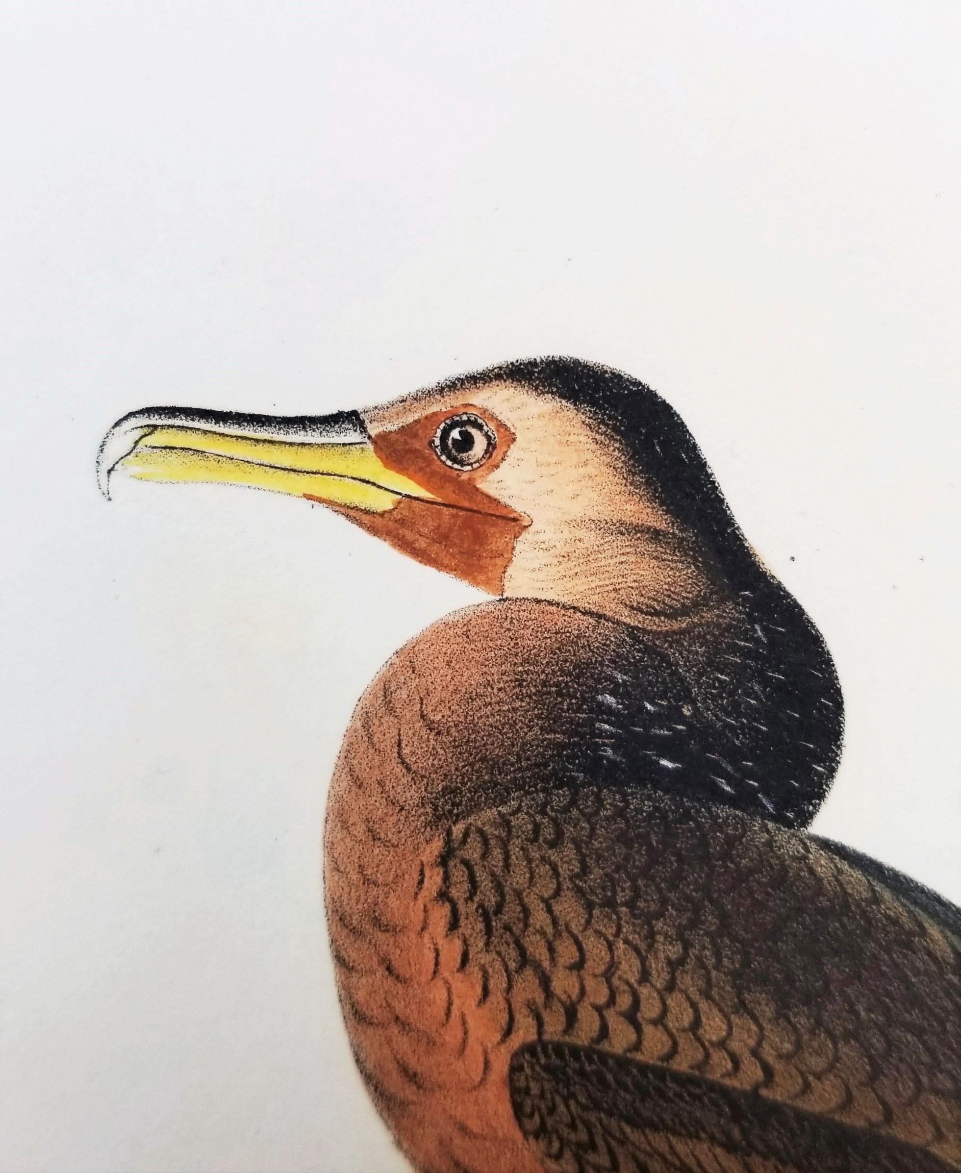 Cormoran de Townsend /// John James Audubon Ornithologie Oiseaux Art Histoire Naturelle en vente 10