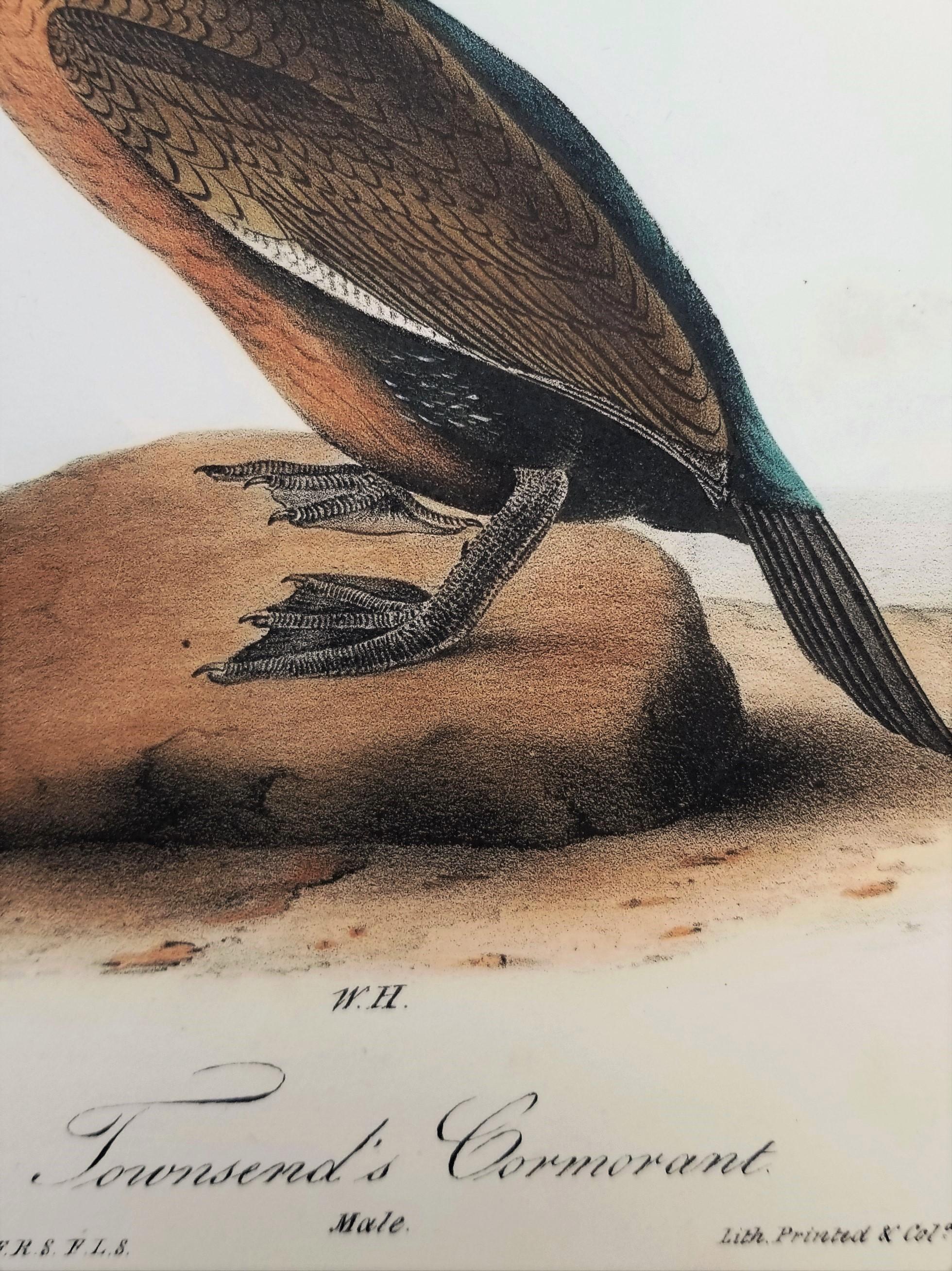 Cormoran de Townsend /// John James Audubon Ornithologie Oiseaux Art Histoire Naturelle en vente 11