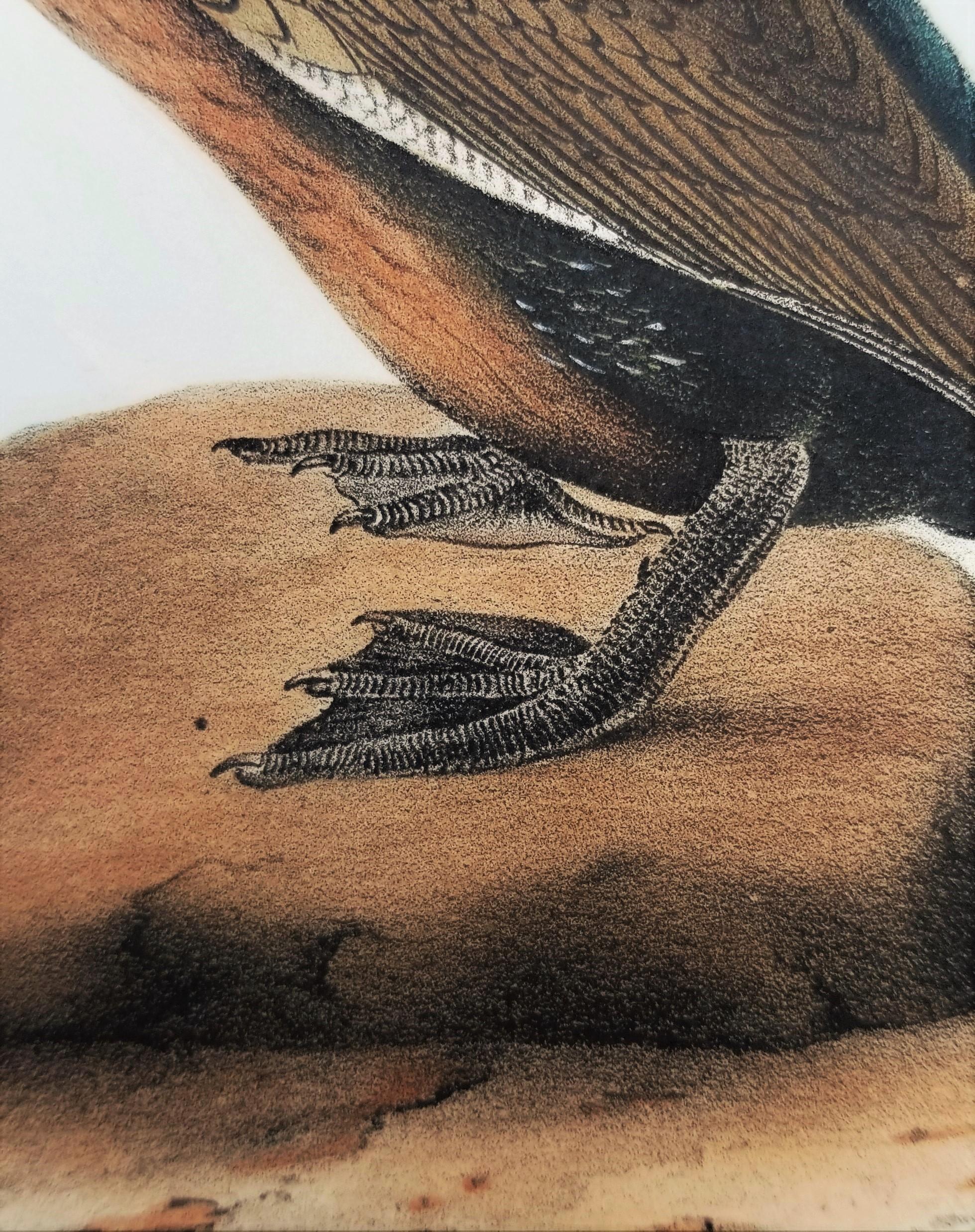 Cormoran de Townsend /// John James Audubon Ornithologie Oiseaux Art Histoire Naturelle en vente 12