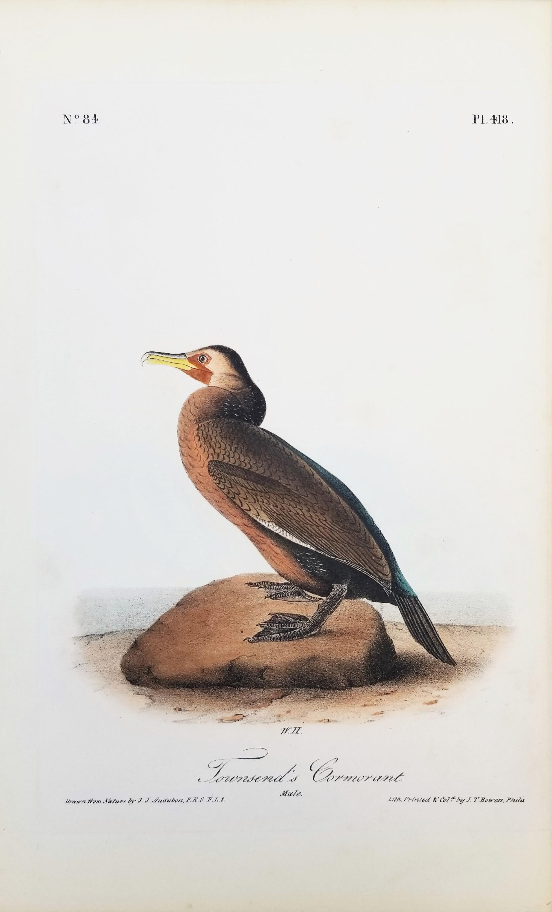 Cormoran de Townsend /// John James Audubon Ornithologie Oiseaux Art Histoire Naturelle en vente 1