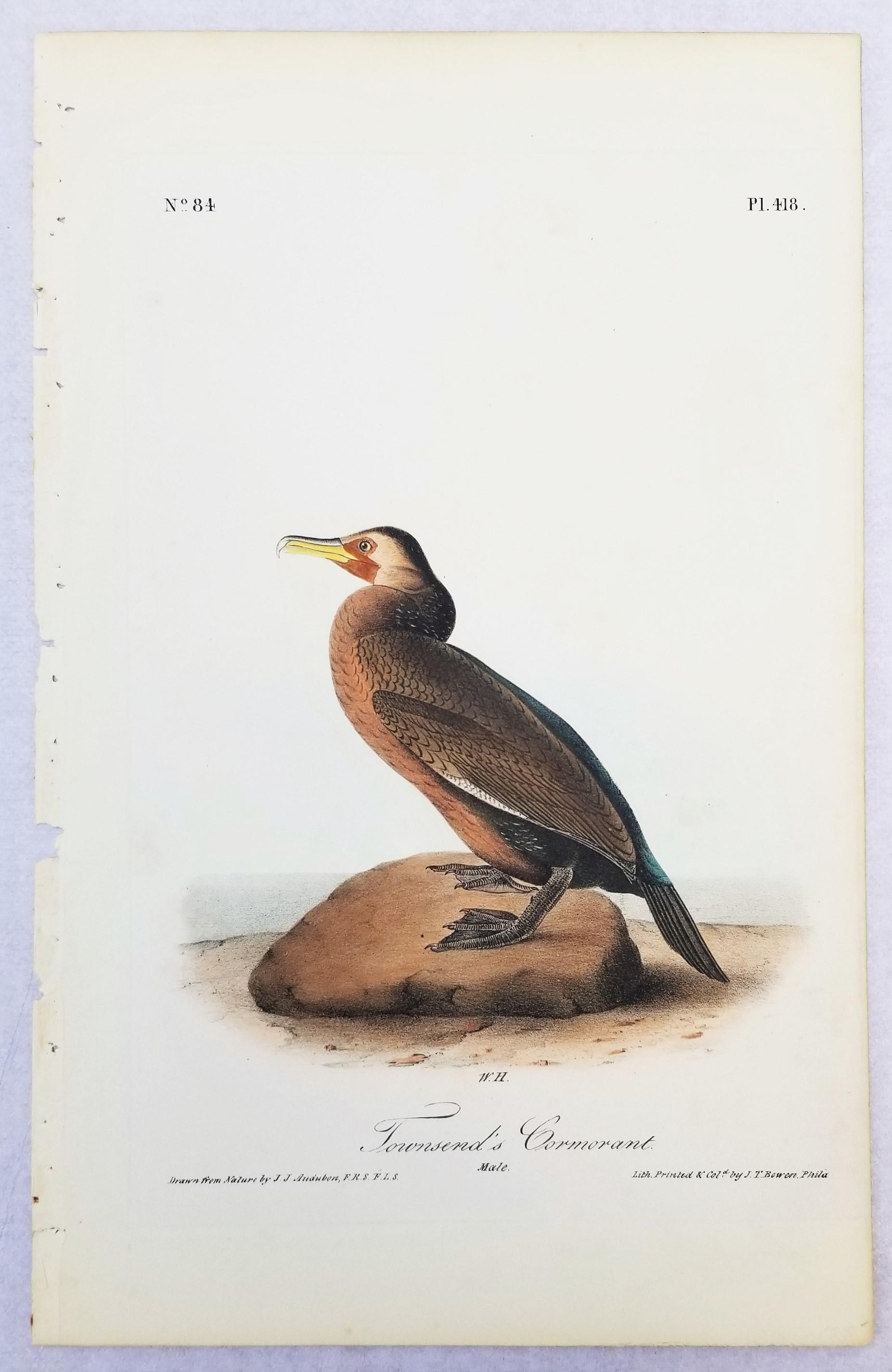 Cormoran de Townsend /// John James Audubon Ornithologie Oiseaux Art Histoire Naturelle en vente 2