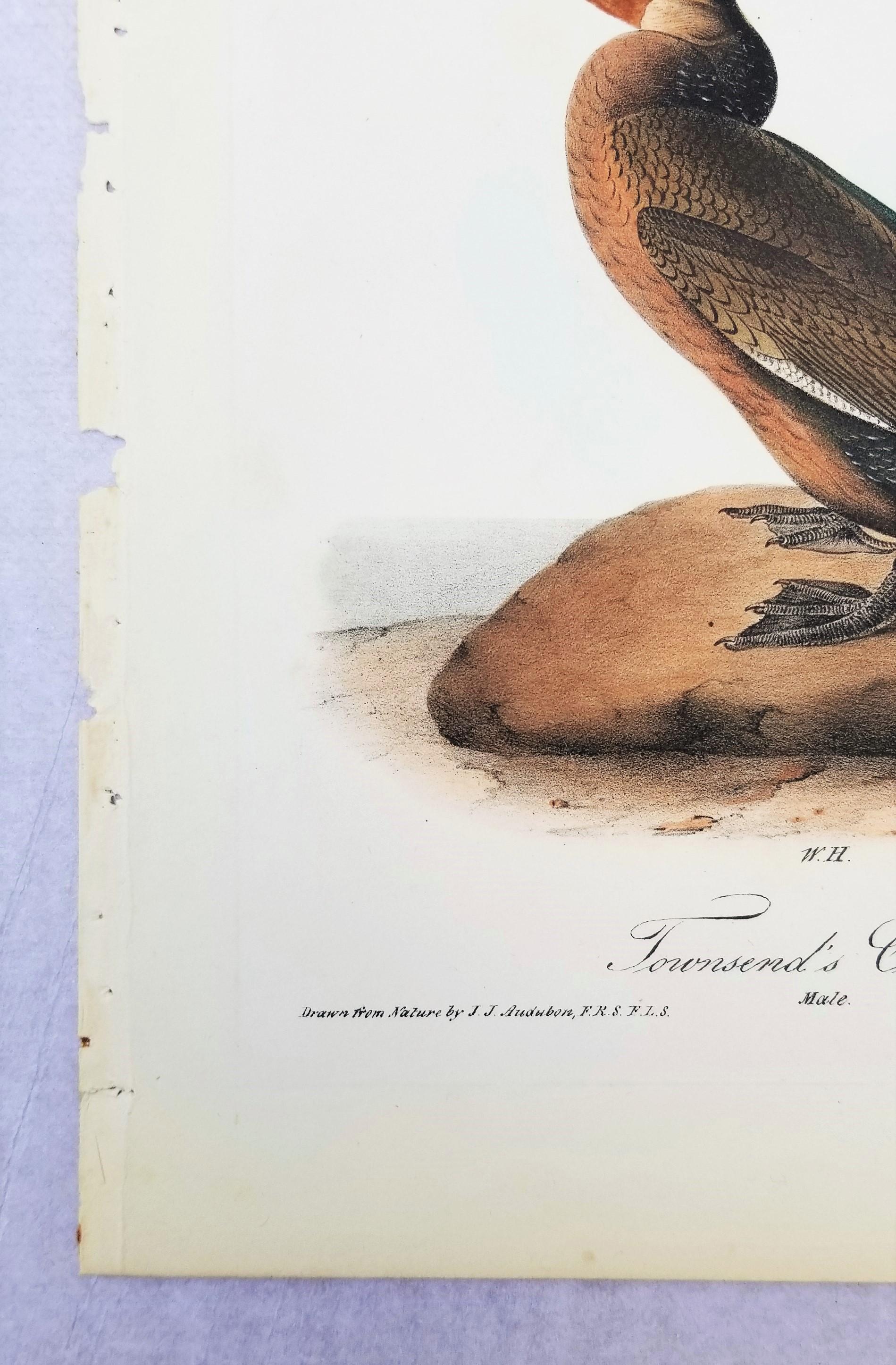 Cormoran de Townsend /// John James Audubon Ornithologie Oiseaux Art Histoire Naturelle en vente 3