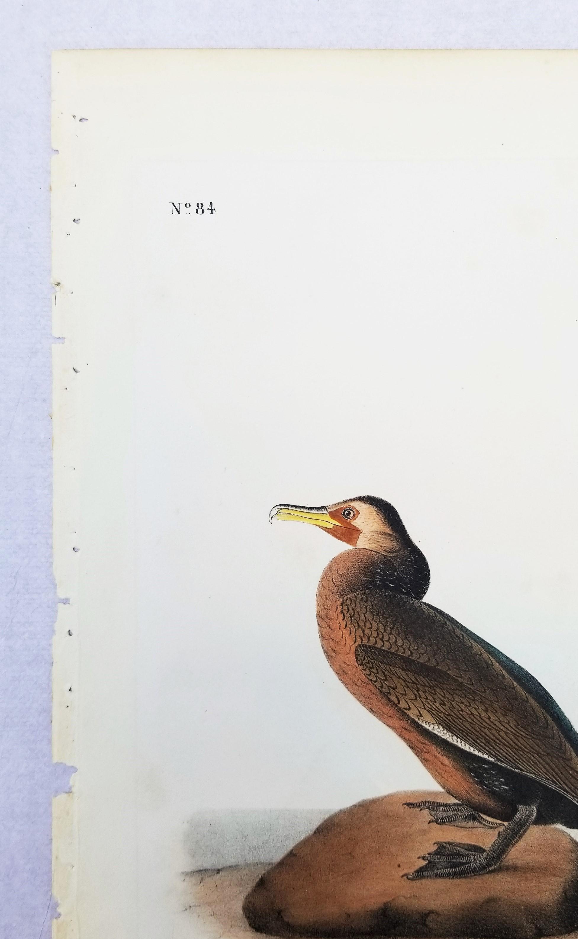 Cormoran de Townsend /// John James Audubon Ornithologie Oiseaux Art Histoire Naturelle en vente 4