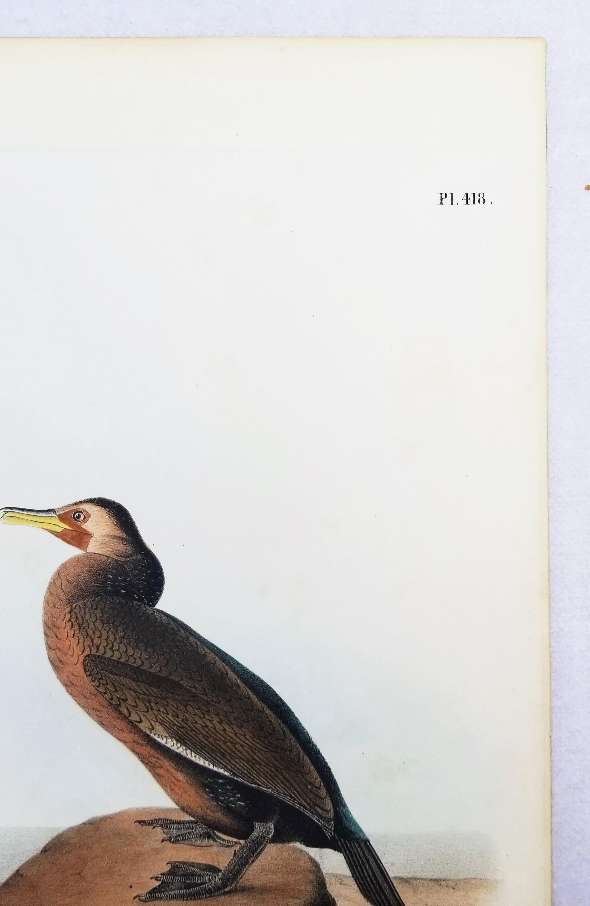 Cormoran de Townsend /// John James Audubon Ornithologie Oiseaux Art Histoire Naturelle en vente 5