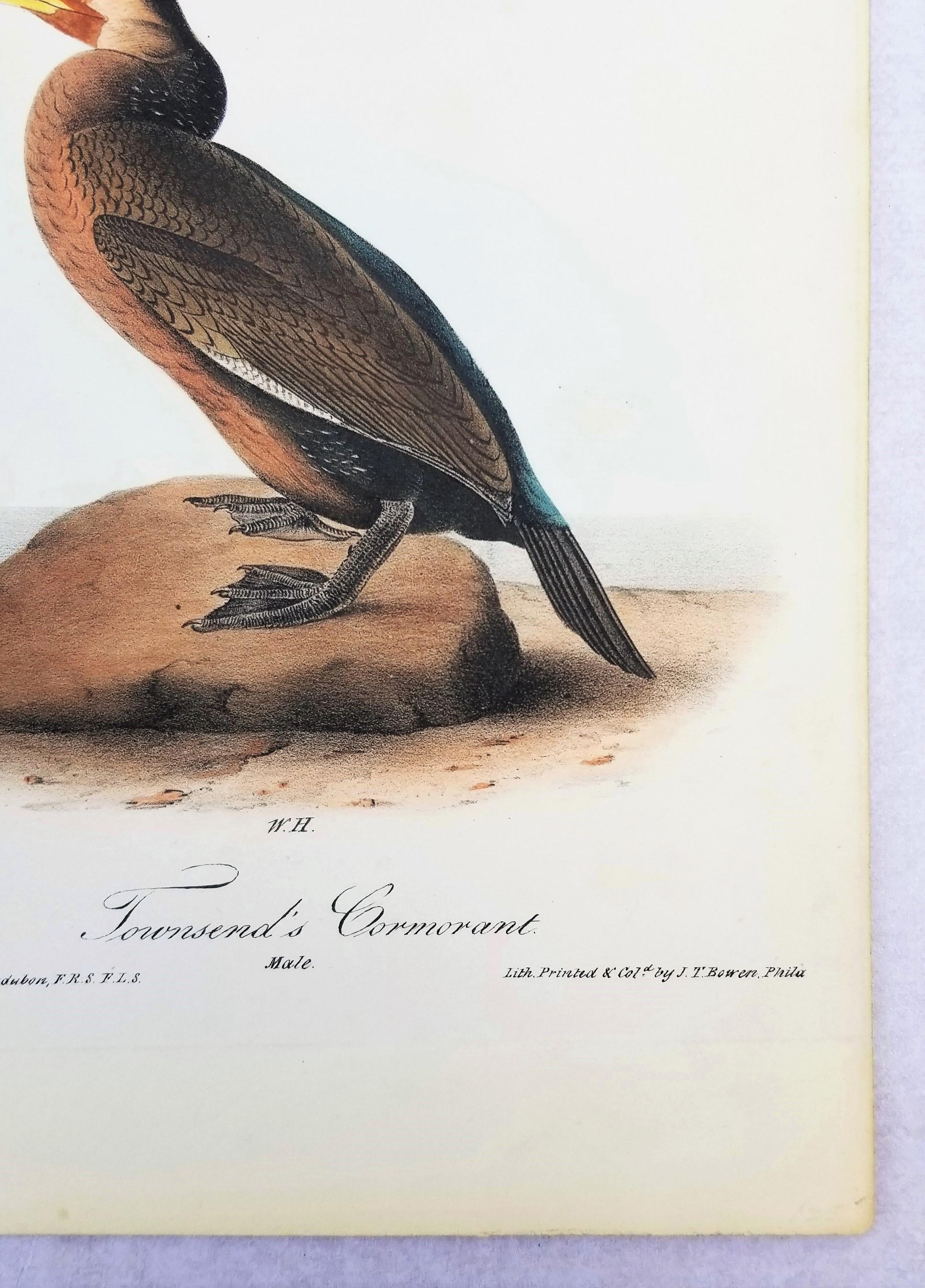 Cormoran de Townsend /// John James Audubon Ornithologie Oiseaux Art Histoire Naturelle en vente 6