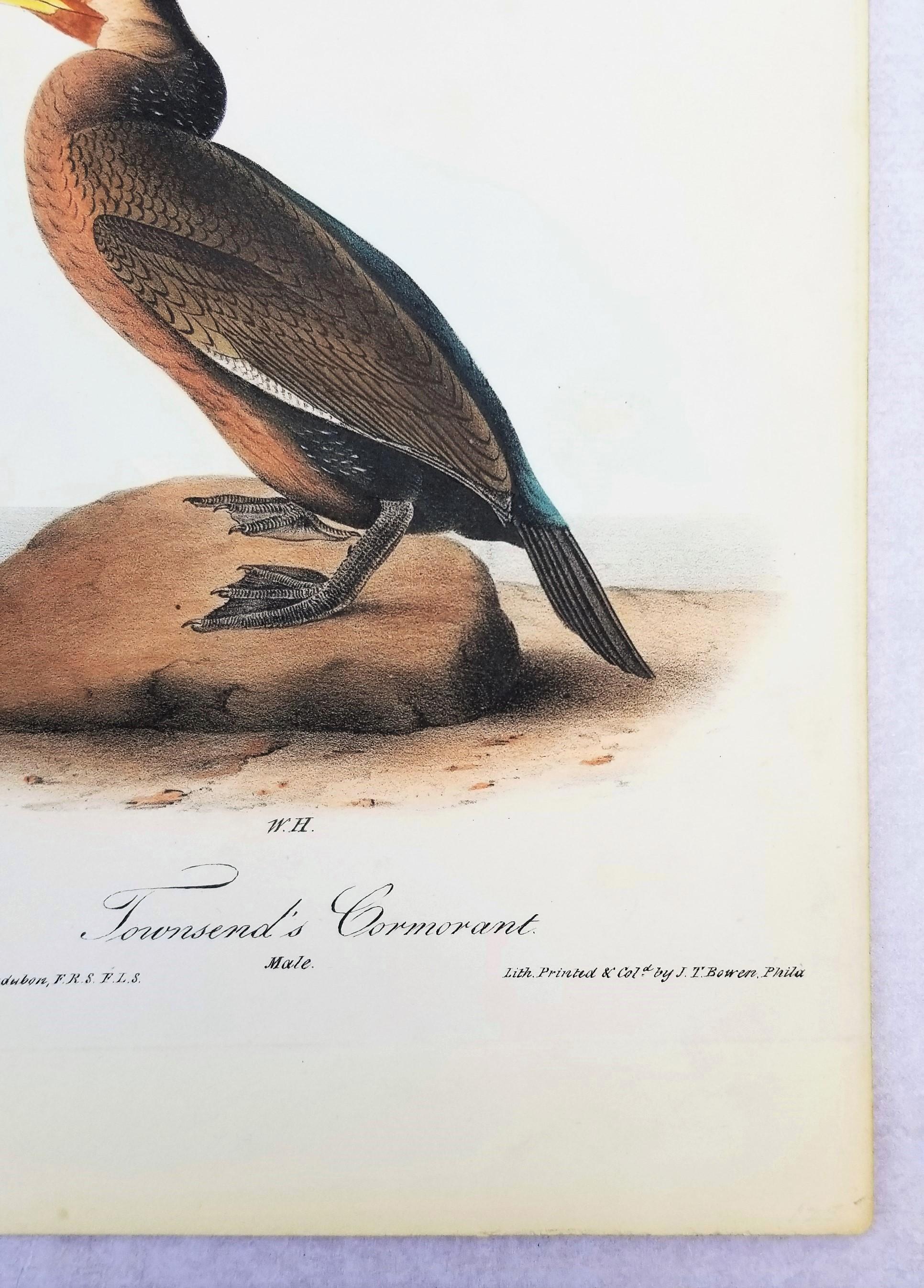 Cormorano di Townsend /// John James Audubon Ornitologia Arte degli uccelli Storia naturale in vendita 4