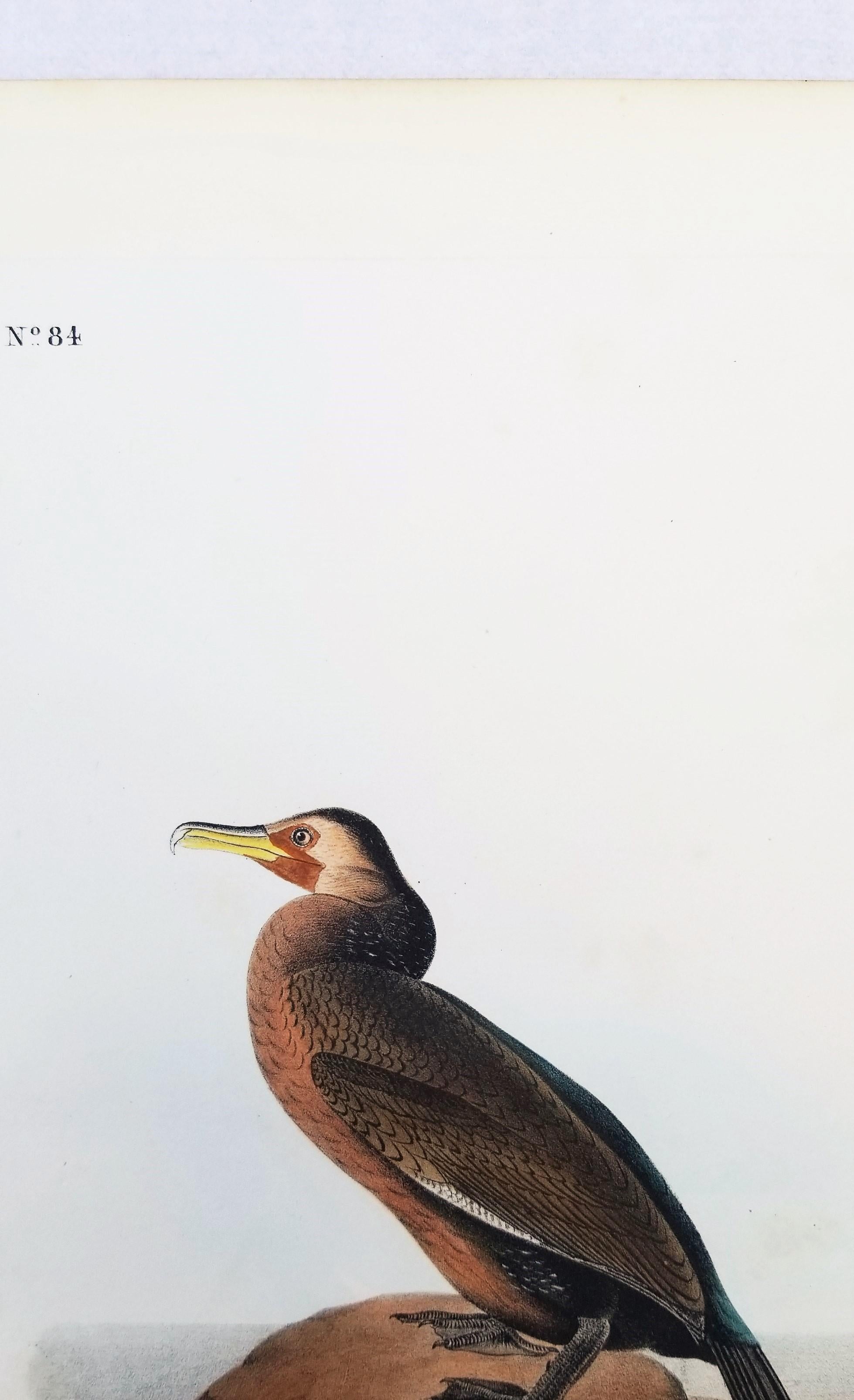 Cormoran de Townsend /// John James Audubon Ornithologie Oiseaux Art Histoire Naturelle en vente 7