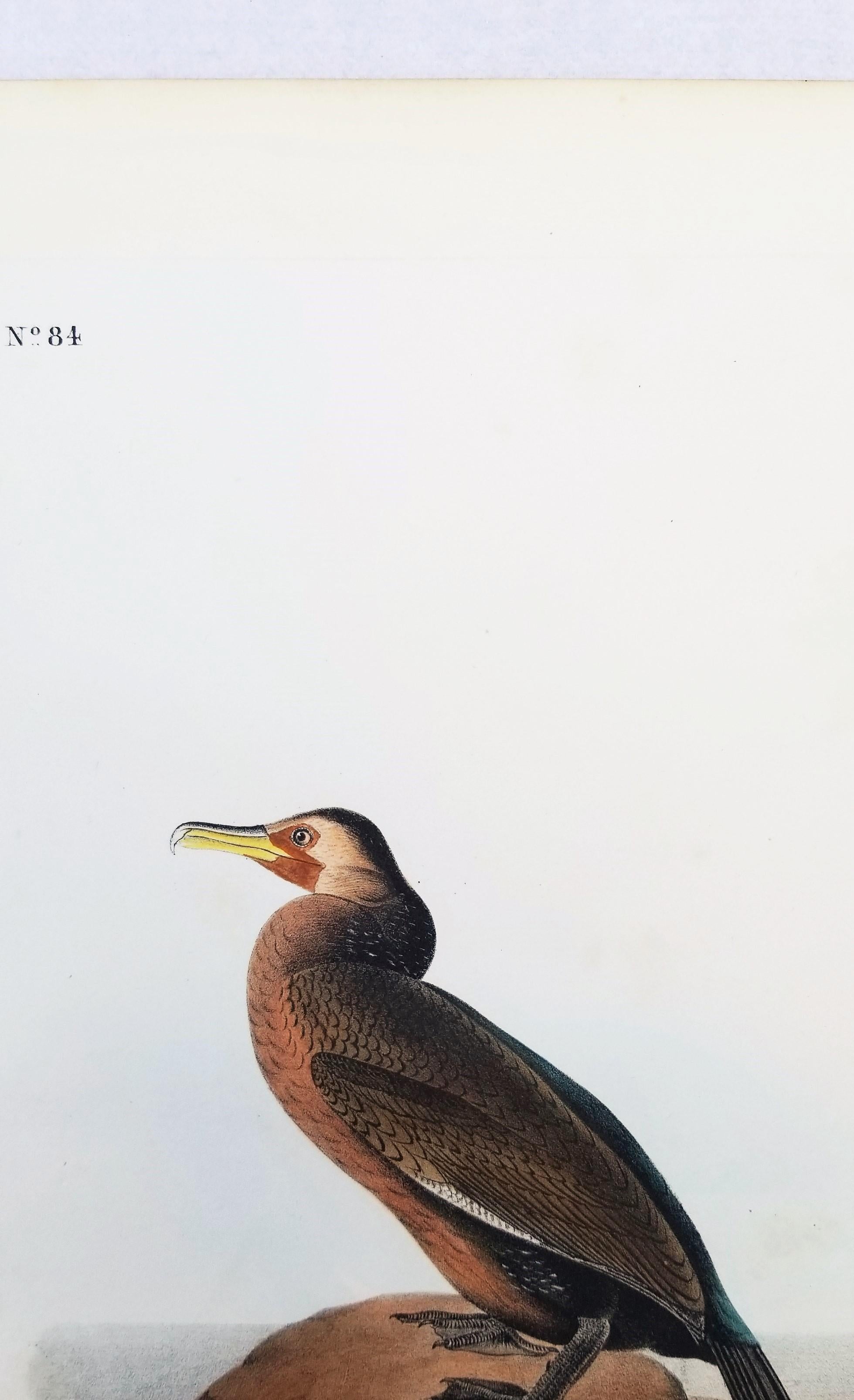 Cormorano di Townsend /// John James Audubon Ornitologia Arte degli uccelli Storia naturale in vendita 5