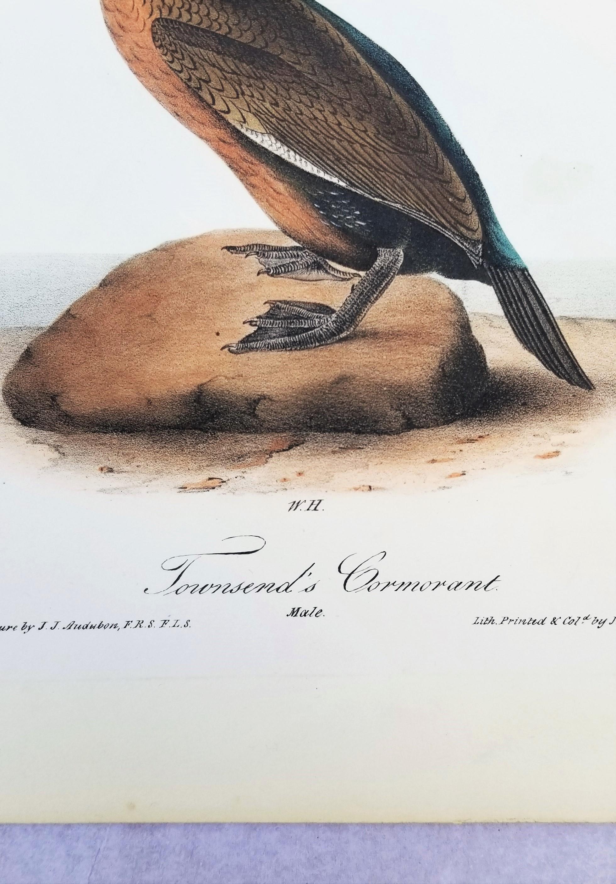 Cormoran de Townsend /// John James Audubon Ornithologie Oiseaux Art Histoire Naturelle en vente 8