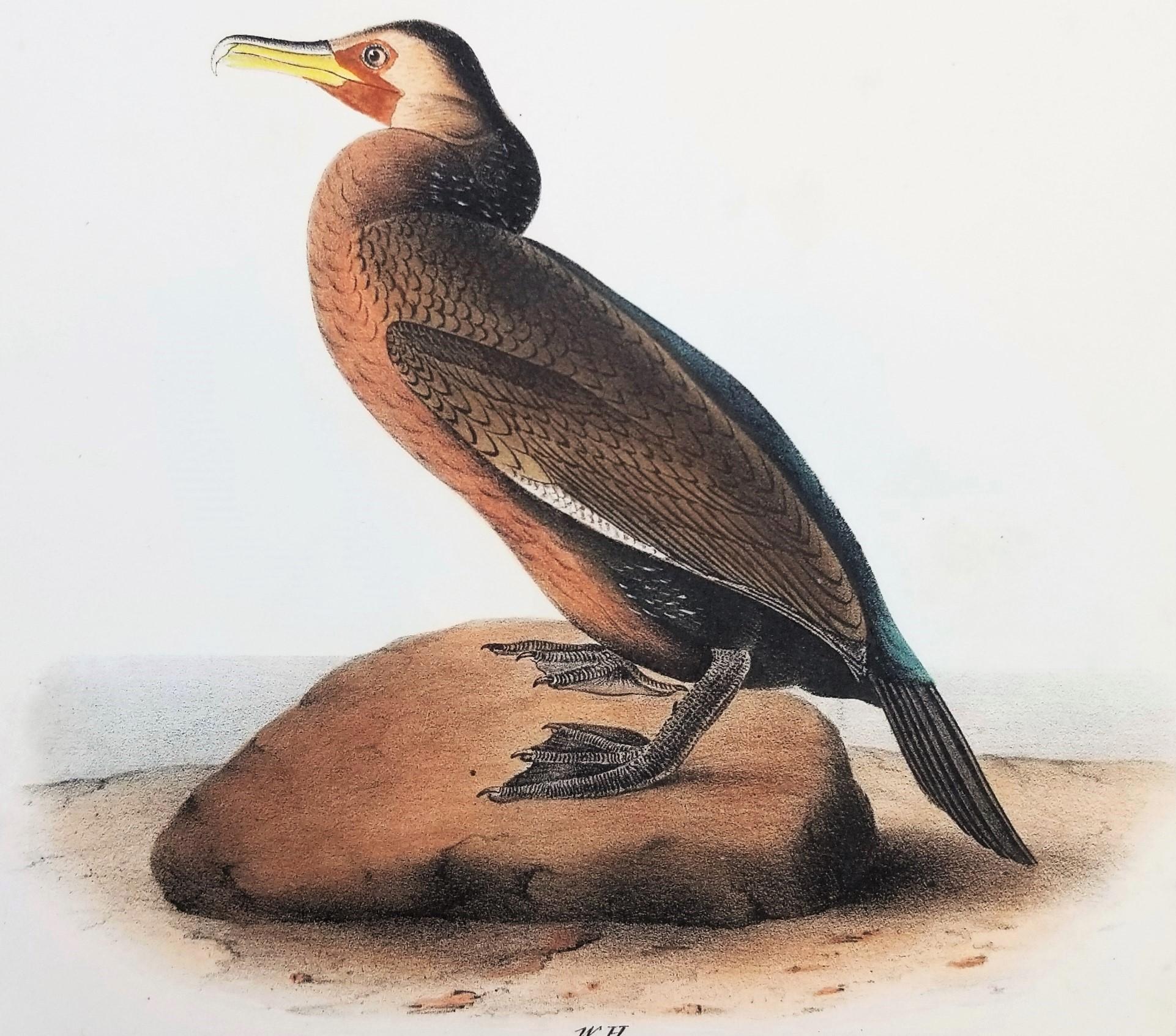 Cormorán de Townsend /// John James Audubon Ornitología Arte de las Aves Historia Natural