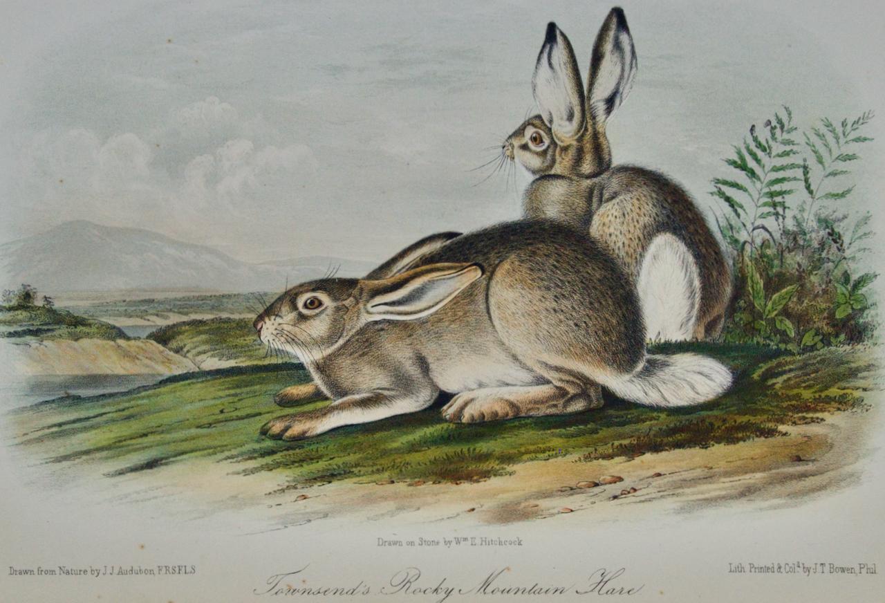 Townsend's Rocky Mountain Hare: an Original Audubon Hand-colored Lithograph - Print by John James Audubon