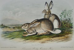 Townsend's Rocky Mountain Hare: an Original Audubon Hand-colored Lithograph