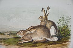 "Townsend's Rocky Mountain Hare"an Audubon Hand Colored by J.T. Bowen Lithograph