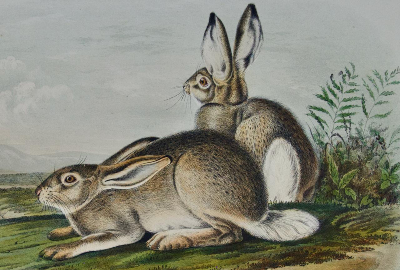 rocky rabbit price