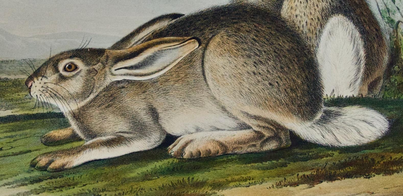audubon rabbit