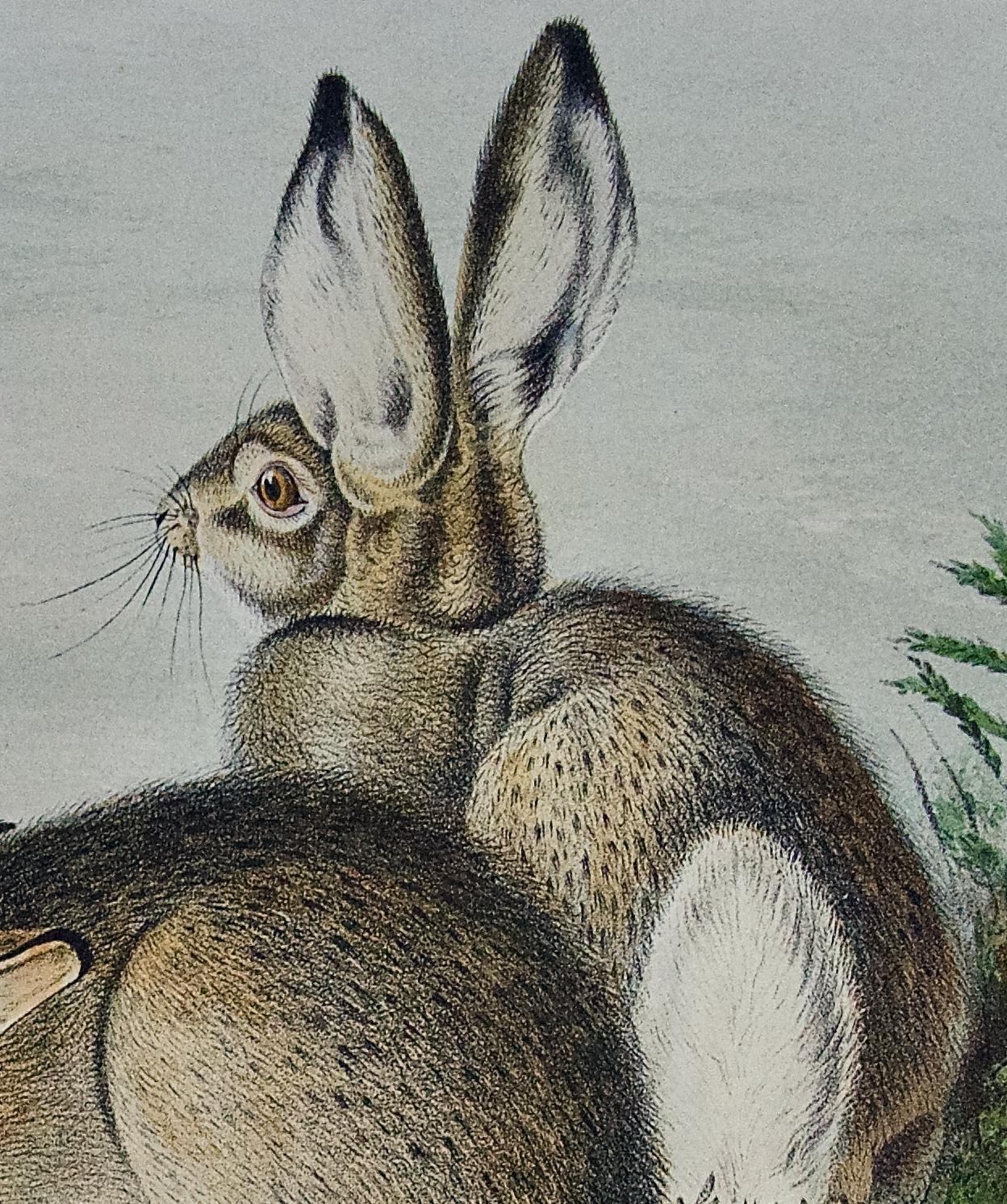 audubon rabbit