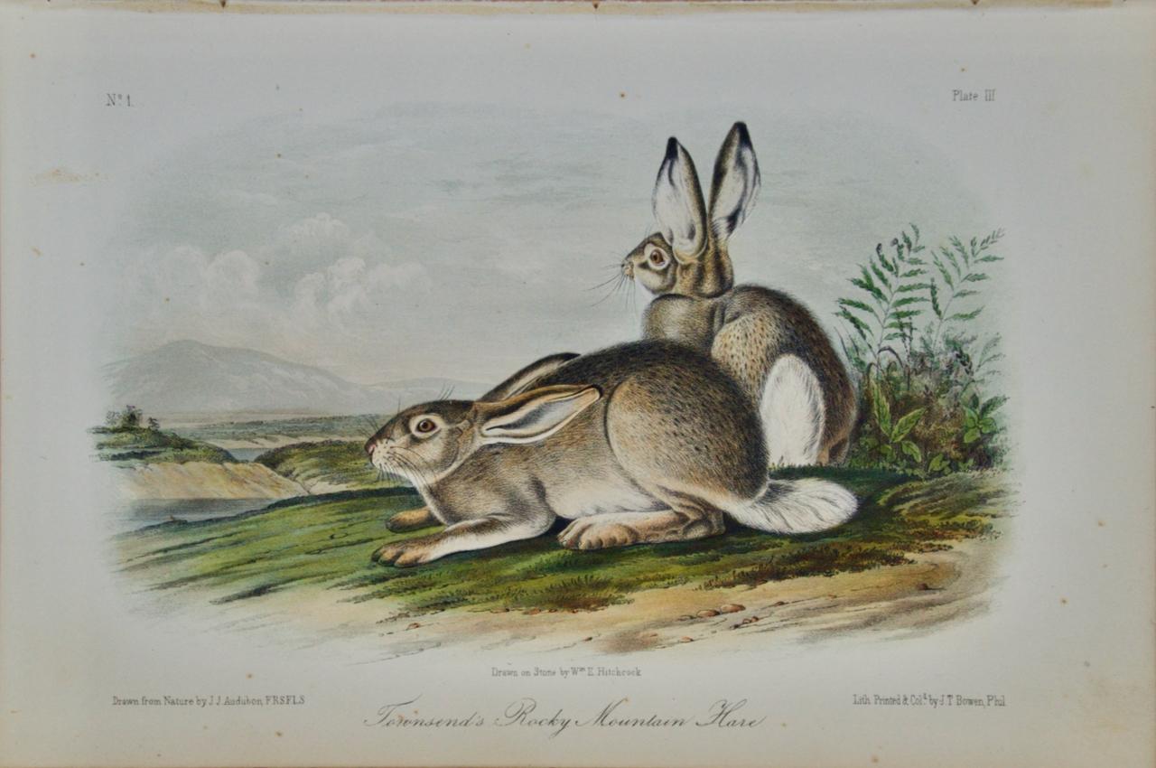 La liebre de las Montañas Rocosas de Townsend: una litografía original de Audubon coloreada a mano