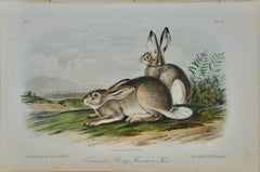 Townsend's Rocky Mountain Hare: an Original Audubon Hand-colored Lithograph