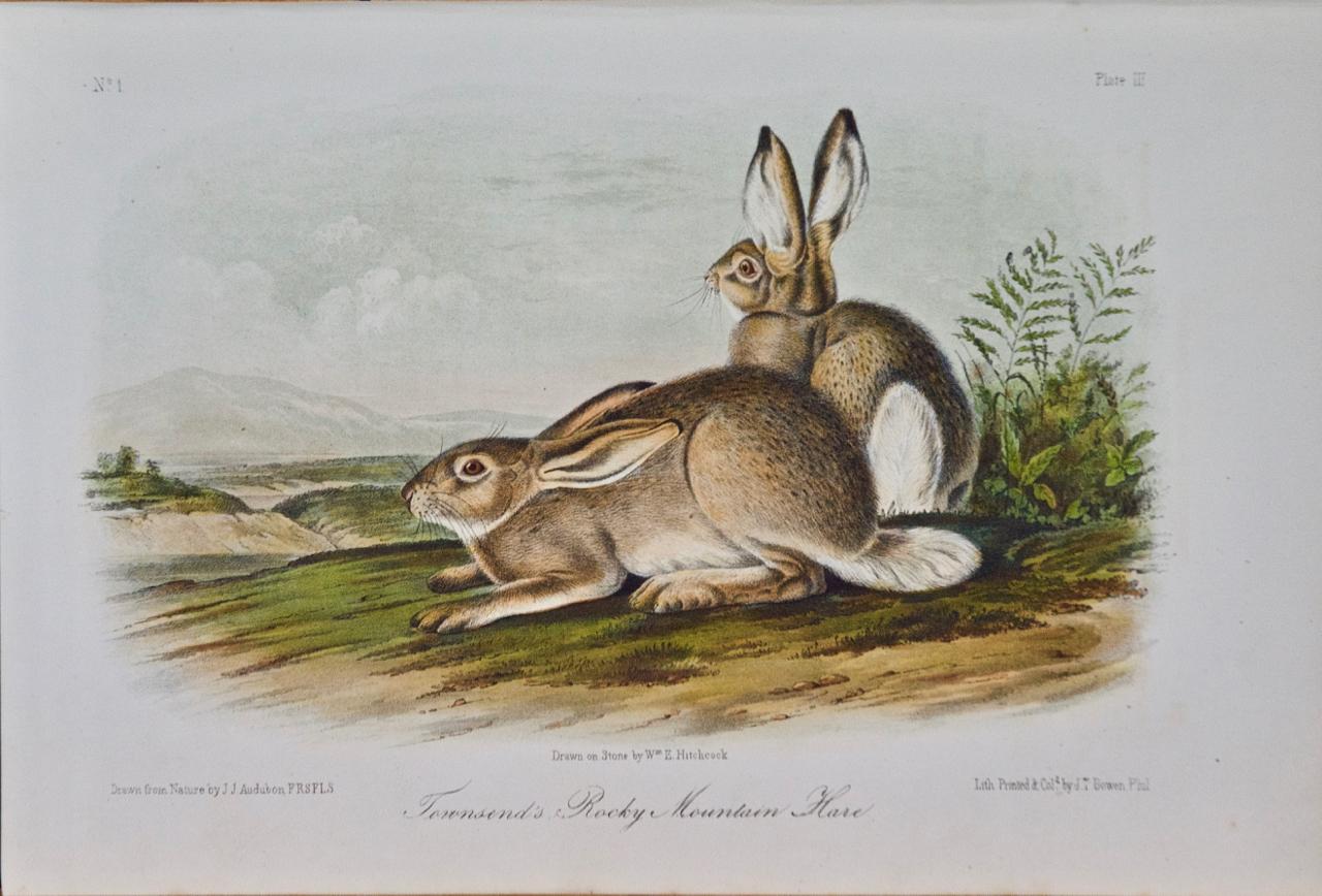 John James Audubon Animal Print - "Townsend's Rocky Mountain Hare"an Audubon Hand Colored by J.T. Bowen Lithograph