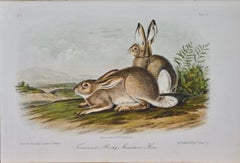"Townsend's Rocky Mountain Hare"an Audubon Hand Colored by J.T. Bowen Lithograph