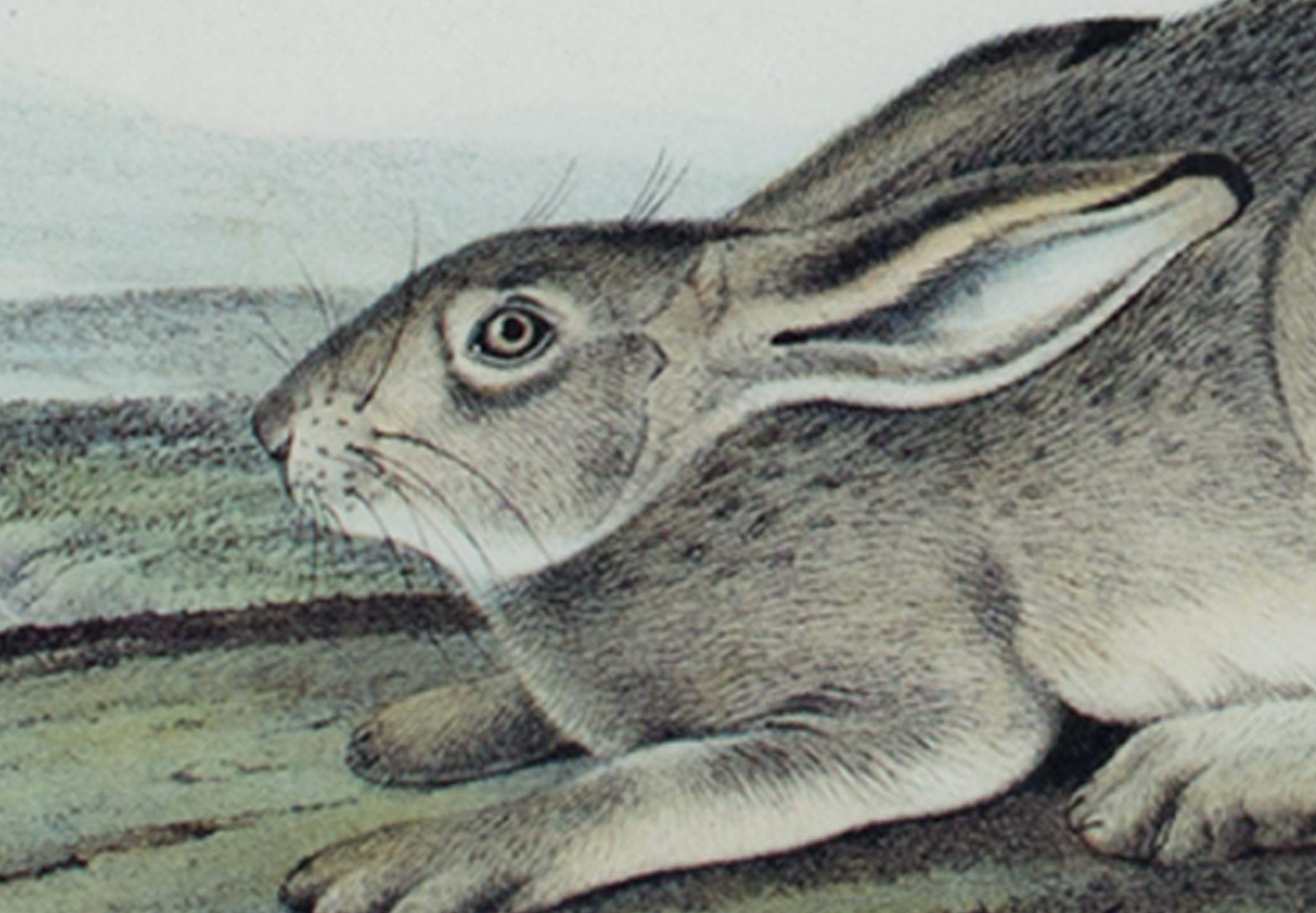 19th century color lithograph hares animal nature print wildlife - Print by John James Audubon