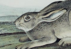 19th century color lithograph hares animal nature print wildlife